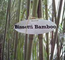Bissetti Bamboo